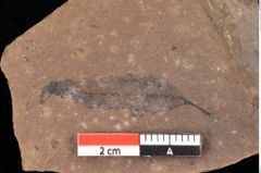 Foto (Detailsansicht) von Quercus palaeoilex Ettingshausen (NHMW-GEO-2024-0188-0843)